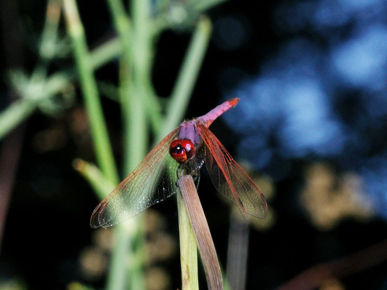 ID Odonata N.2